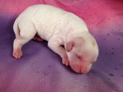 Female Lemmon and White Cavachon Puppy for sale #2|Cavachons for sale at lower prices than Most cavachon Breeders in RI 4